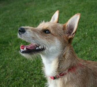 Terrier Mix HD Wallpaper Animals