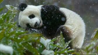 Giant Panda Wallpaper