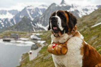 Saint Bernard Facts HD Wallpaper