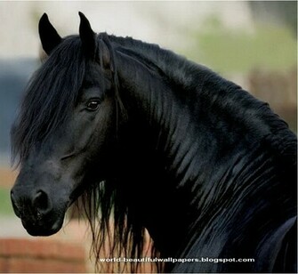 Friesian Horse Pictures