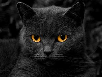 Black Cat With Yellow Eyes