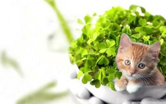 St Patricks Day Desktop Wallpaper Posted By Zoey Simpson