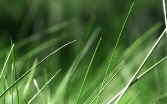 Keywords Tall Grass Wallpaper Desktop