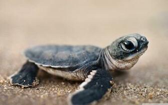 Bing Baby Turtle 4k HD Desktop Wallpaper For Ultra Tv