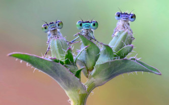 Insect Adorable Dragonflies Ta9s5u7zegvnuom8 Wallpaper