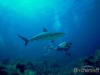 Woman Diver Drowning Underwater For
