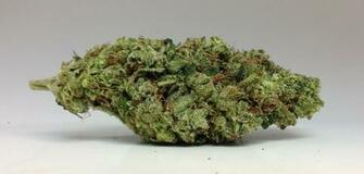 Pin Feminized Cannabis Seeds Canada Cake