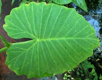 Tropical Leaves Hot Girls Wallpaper