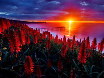 Sunset Over Bridge With Red Flowers Wallpaper