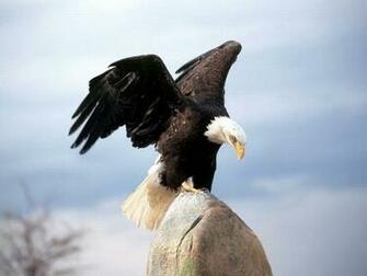 Eagle Wallpaper Bird Patriotic Bald