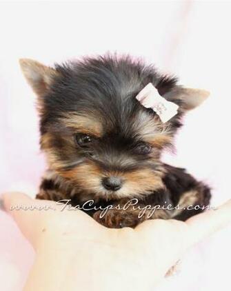 Teacup Yorkie Puppy Puppies For