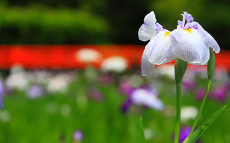 Iris Flower Wallpaper