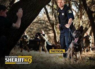 Police K9 Wallpaper Sacramento Sheriff S