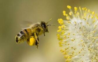 Bee Wallpaper HD Pictures One Background