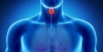 Don T Forget About The Endocrine System Key Players In