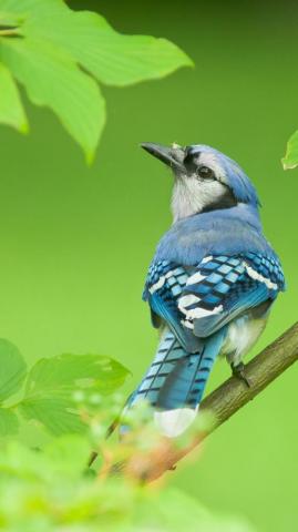 Wallpaper Blue Jay Bird 4k Animals