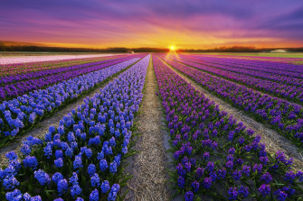 Perfect Desktop Wallpaper Flowers Natural You Can Use It Without A
