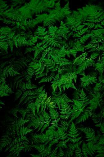 Green Wallpaper HD Hq