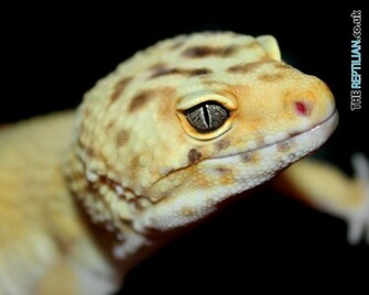 The Reptilian S Able Desktop Wallpaper Exotic