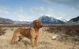 Dogue De Bordeaux Wallpaper