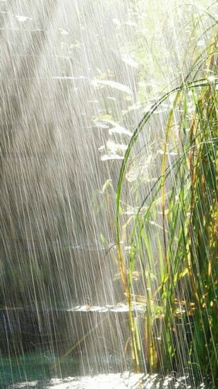 Bamboos Under Heavy Rain iPhone Plus And Wallpaper