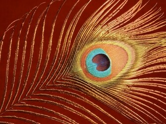 Beautiful Peacock Feathers Pictures HD Wallpaper