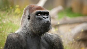 Gorilla 4k Wallpaper For Your Desktop Or Mobile Screen And