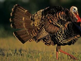 Wildlife Texas Turkey Bird Wallpaper