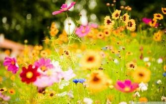 Summer Flowers Desktop Wallpaper At Wallpaperbro