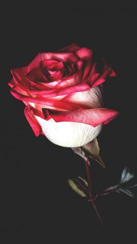 A Dozen Red Roses iPhone Wallpaper For Valentine S Day Preppy