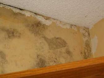 Mold Behind Wallpaper