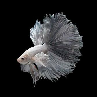 iPhone 6s Announced With Betta Background Live Tropical Fish