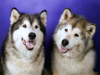 Siberian Husky Puppy Wallpaper HD Background Desktop