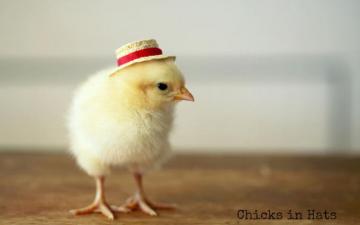 Chicken Wallpaper 4k HD Background On Wallpaperbat