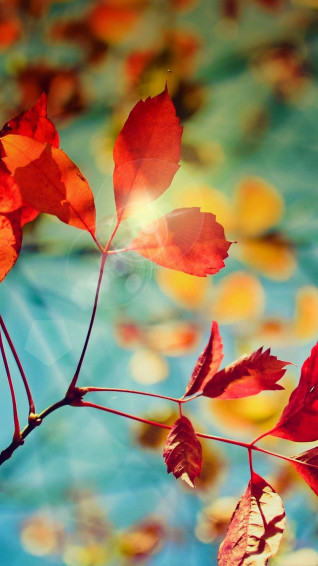 Cute Fall iPhone Xr Wallpaper HD