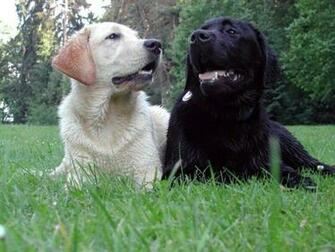 Labrador Center Retriever Desktop And Background Image