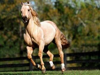 Horse Computer Wallpaper Screensavers Horses