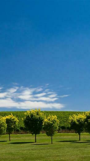 Summer Vines iPhone Wallpaper HD For