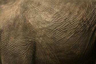Elephant Hide Wallpaper Pictures Picc It