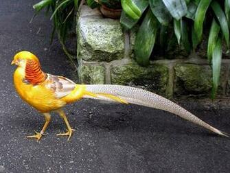 Golden Pheasant Wallpaper Background
