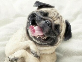 Funny Dog Face Image HD Wallpaper Animal Photo Picture