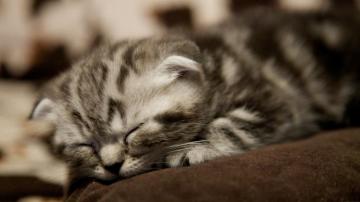 Scottish Fold Kitten Sleeps Squat HD Cat Wallpaper