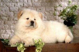 Chow Puppies Black Wallpaper HD Emoji