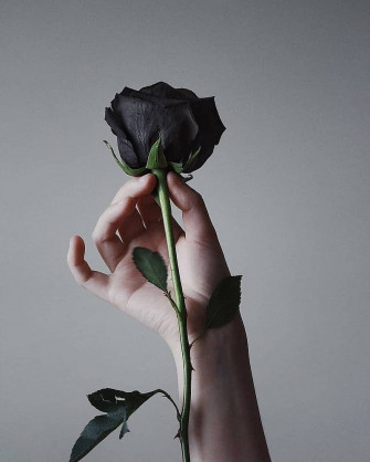 Top Black Rose iPhone Wallpaper Full HD 4k To Use