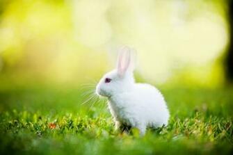 4k Rabbits Wallpaper High Quality