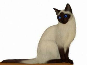 Siamese Cat Wallpaper