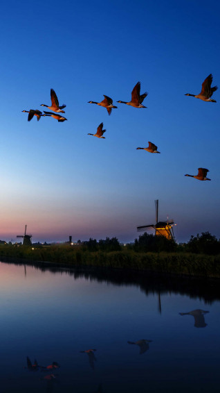 Flying Bird Wallpaper