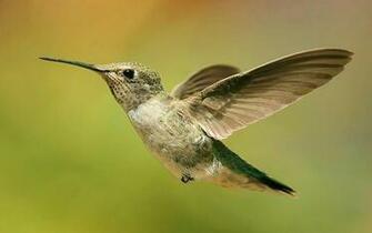 Snake Wallpaper America World Small Bird Humming Hq