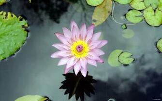 Resolution Desktop Wallpaper Flower From Martinique By Sylvain Allain