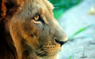 Wallpaper De Animales En HD